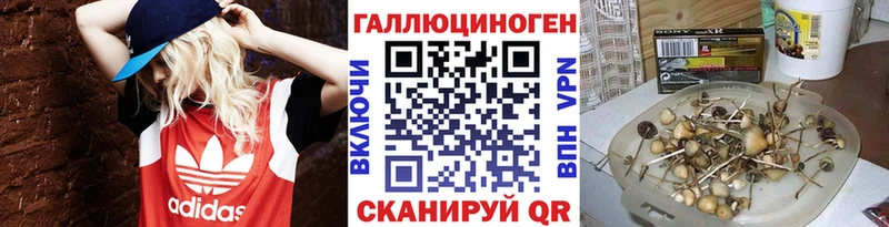 купить наркоту  Снежногорск  Псилоцибиновые грибы Cubensis 